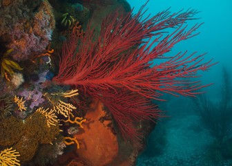 Fototapeta na wymiar Large red Palmate sea fan (Leptogoria palma) growing out of the side of the reef.