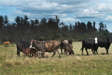 Naklejka na ściany i meble Pasture with various breeds of cows which include Holstein,Hereford,Angus, and Simmental