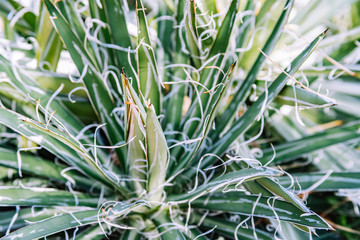 Mexican agave plant in botanical garden, close up