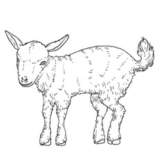 Sketch Baby Goat. Vector Illustration