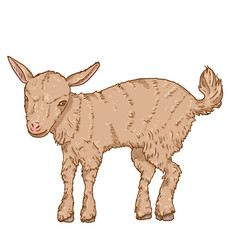 Cartoon Baby Goat. Vector Illustration