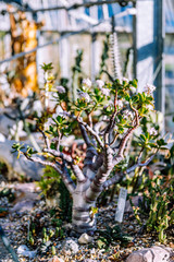 Flowering lucky plant or crassula tree,  soft focus