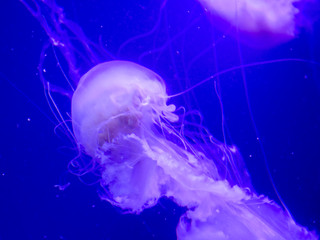 Atlantic sea nettle is swimming in the blue water © belizar