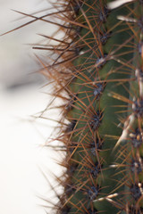 close up of a cactus