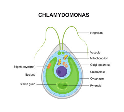Vector structure of Chlamydomonas. Educational illustration.