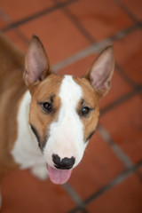  The English Bull Terrier or Bull Terrier is a dog breed of the terrier family. They are known for the unique shape of their head and their small eyes in a triangular shape.