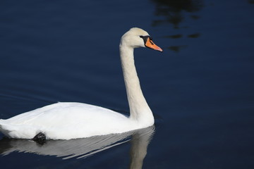 white swan