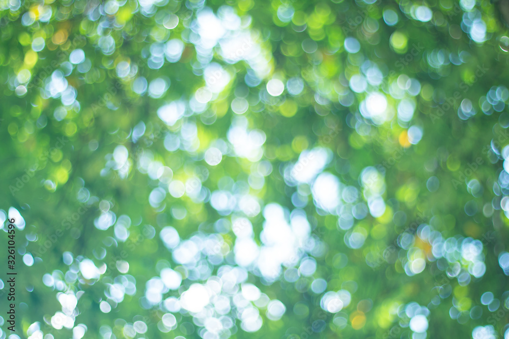 Canvas Prints beautiful abstract natural bokeh of tree leaves for nature background