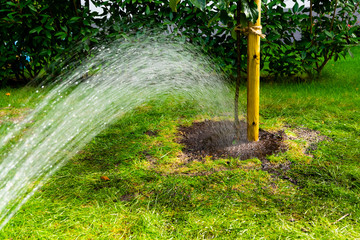 a young, planted in garden soil tree is being hosed. The tree trunk is tied with cord to a wooden...