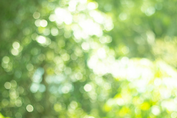 Beautiful abstract natural Bokeh of Tree Leaves for nature background