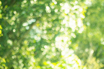 Beautiful abstract natural Bokeh of Tree Leaves for nature background