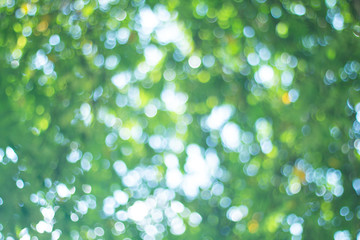 Obraz premium Beautiful abstract natural Bokeh of Tree Leaves for nature background