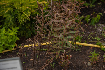 Ripe Willow-herb meadow. Chamerion Angustifolium, Fireweed, Rosebay Willowherb
