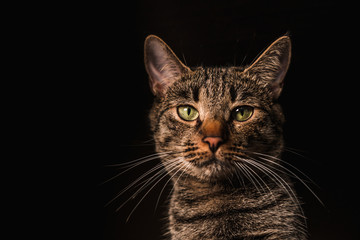 Obraz premium portrait of a cat