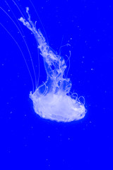 Atlantic sea nettle is swimming in the blue water © belizar