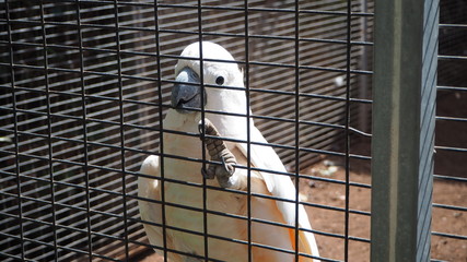 White parrot Birds at the zoo, wildlife 