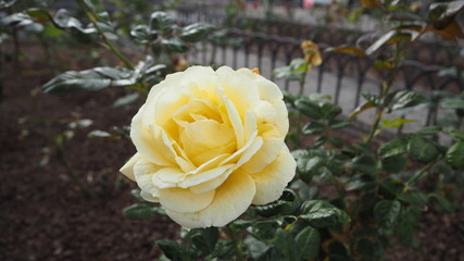 Flowers macro photography, rose macro