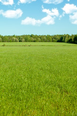 Bright landscape with an endless green field, blue sky, white clouds. Selective focus, blur.. Summer or spring background