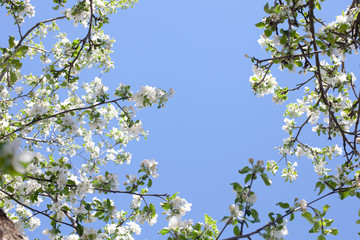 Sunlit branches of a blossoming apple tree in an old garden against a clear blue sky. Selective focus