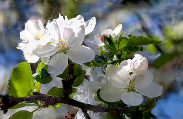 Flowering branch of apple tree. Macro shooting, combined shooting, post-processing.