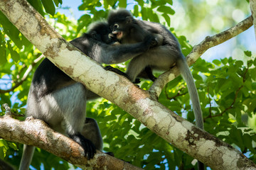 Dusky Langur.