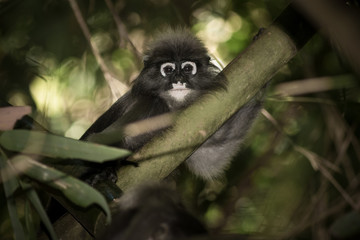 Dusky Langur.