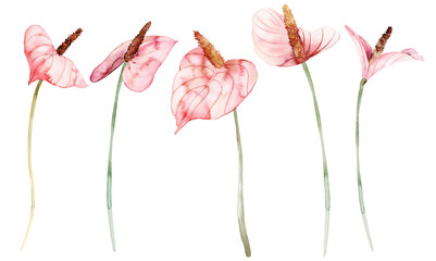 Watercolor anthuriums on a white background set of flowers