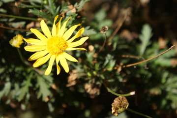 baguio burnham park flora 12