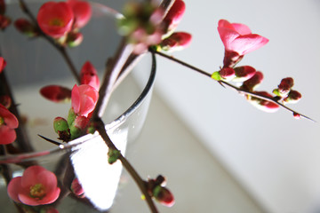Arriva la primavera: fiori di pesco appena sbocciati in vaso trasparente su fondo bianco, primo piano