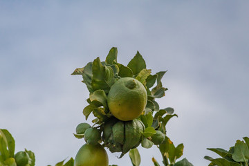 Lemons Ripening on a Tree in California