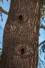 Obraz premium Two Knot Holes in an Evergreen Tree, California
