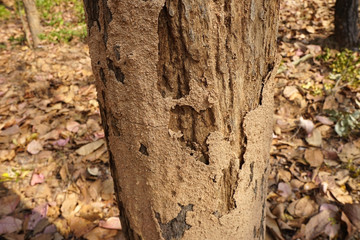 Termite nests on the bark of the tree, Termite nests on wood.