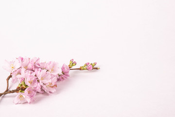 branch of wild plum on a white table