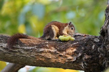 squirrel on a tree