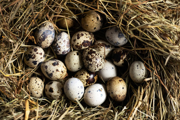 Obraz premium Bird farm. Quail eggs on hay in the nest. Easter background