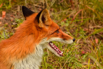 Red fox animal in wildlife vulpes 