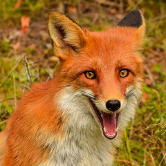 Red fox animal in wildlife vulpes 