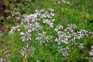 Fototapeta premium Coriander