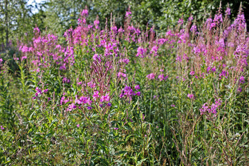 Fototapeta premium Rosebay willowherb or fireweed