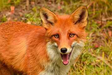 Fototapeta premium Red fox animal in wildlife vulpes 