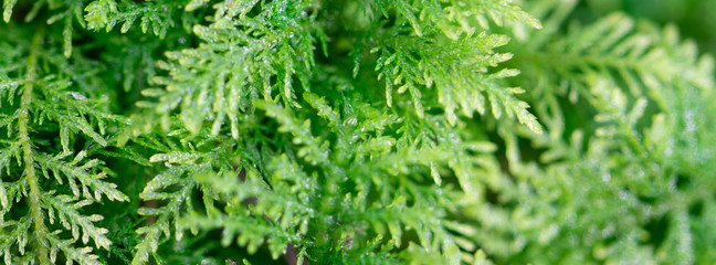 Fern moss pattern macro,  textured web banner with selective focus, vibrant green, detailed