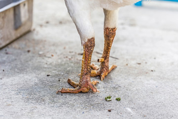 Closeup of chicken feet in the courtyard, alive