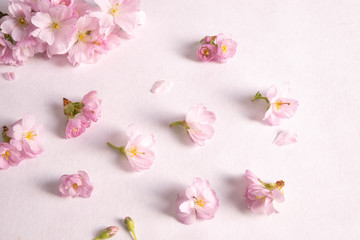 Obraz na płótnie Canvas beautiful spring buds of wild plum flowers
