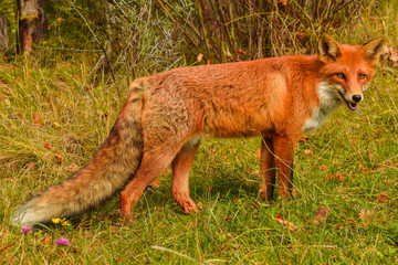 Red fox animal in wildlife vulpes 