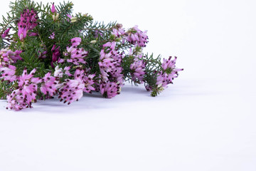 green branches of spring pink flowers lie on a table