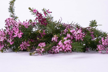 Fototapeta na wymiar composition of spring flowers lie on a table