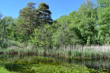 Obraz premium Riedwald an Wurzacher Ach