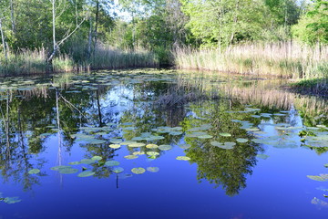 Riedsee Bad Wurzacher Ried mit Seerosenblättern