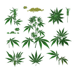 Fototapeta na wymiar Cannabis plants, seeds, branches, dry and fresh green leaves. Color drawings isolated on white. Vector illustration set for marijuana, hemp, weed, health, drugs concept