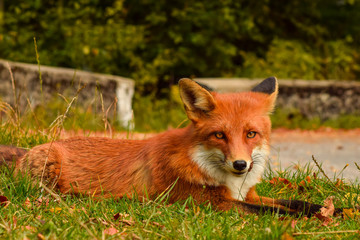 Red fox animal in wildlife vulpes 